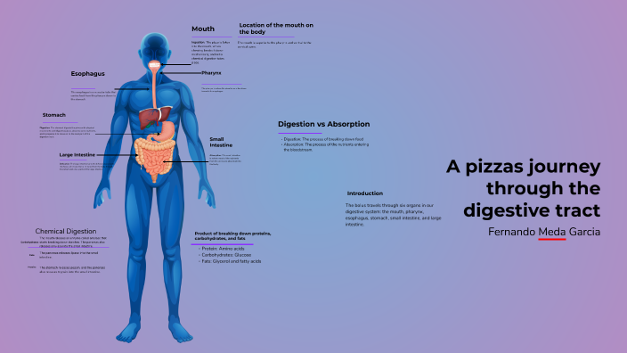 Understanding the Digestive System by Fernando Meda Garcia on Prezi