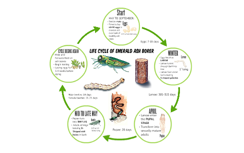 Life Cycle of Emerald Ash Borer by Ferin Davis on Prezi