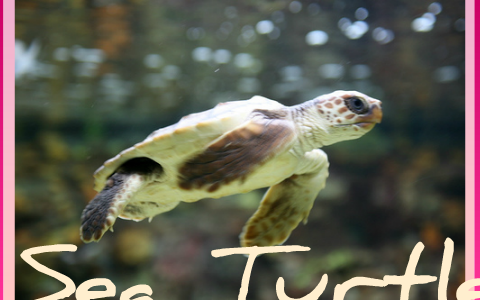 Hawksbill Sea Turtle by Helena Zorlutuna on Prezi