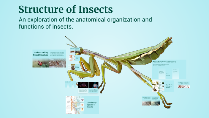 Insects Structer Structure of Insects by ANA CRISTINA GUTIERREZ AMARAL on Prezi