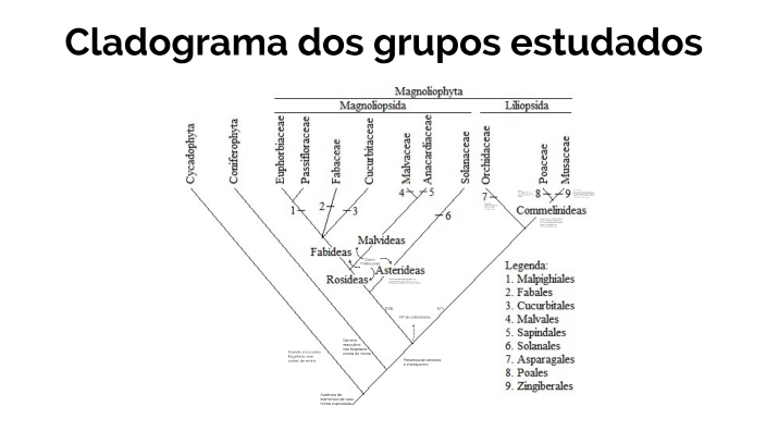 Cladograma de plantas by vanderlei bertojr on Prezi