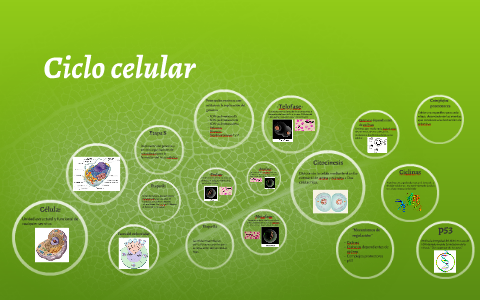 Ciclo celular by Adriana Ledezma on Prezi