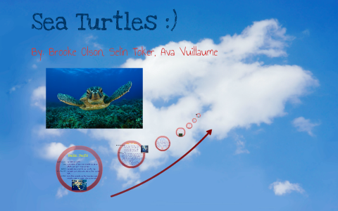 Sea Turtles by brooke olson on Prezi