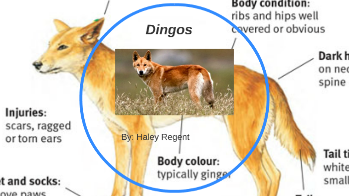 what did the dingo evolve from