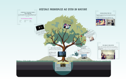 Gestalt Principles As Seen In Nature By Bethany Burns On Prezi