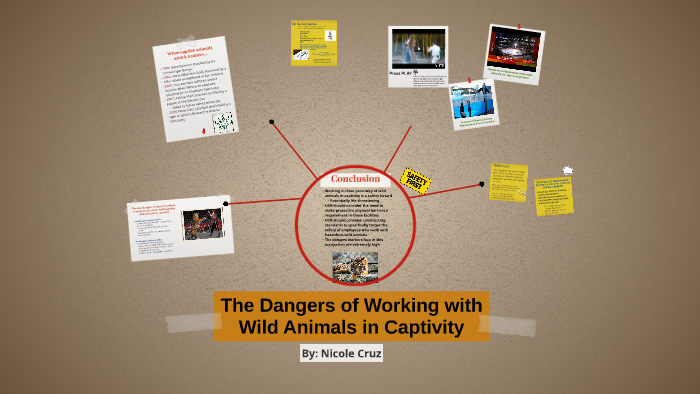 The Dangers of Working with Wild Animals in Captivity by Nicole Cruz on ...
