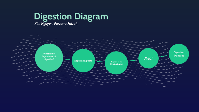 Simple Digestion Graph Digestion Diagram by Farzana Faizah on Prezi