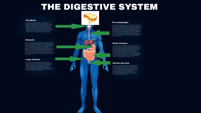 THE DIGESTIVE SYSTEM by Nicholas Hill Scott on Prezi
