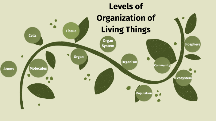 Levels of Organization of Living Things by Evalyn Tischler on Prezi