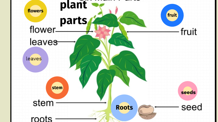 Plant parts and functions by Daniel Zambuto on Prezi