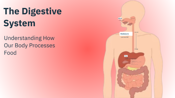 The Digestive System by Elize_ Fr on Prezi