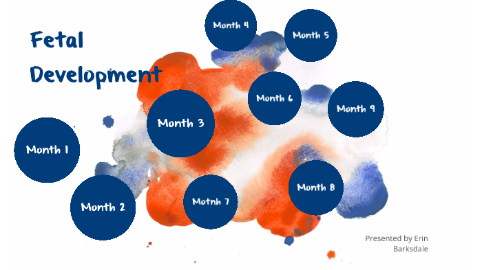 Fetal Development by Erin Barksdale on Prezi