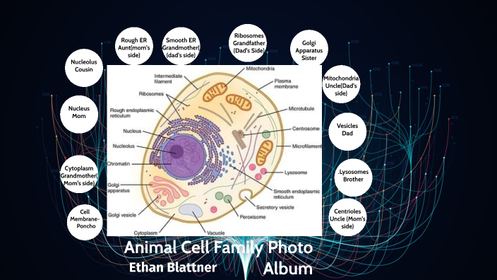 Ethan Blattner Animal Cell Family Photo Album By Ethan Blattner