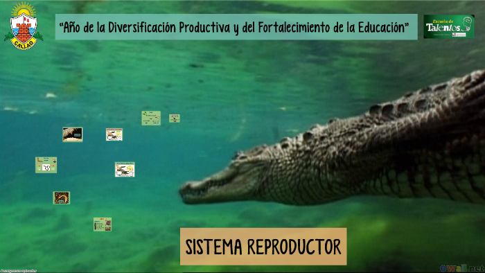 Sistema Reproductor by Stefany Lizett Sedano Tejada on Prezi Next