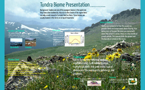 Tundra Biome Presentation By Benjamin Ng On Prezi