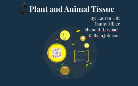 Plant and Animal Tissue by Lauren Hitt