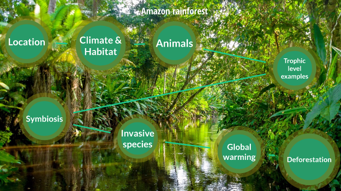 The amazon rainforest by Chris Padilla on Prezi