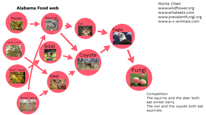 Alabama Food Web Project (Jamez) by Jamez Curry on Prezi