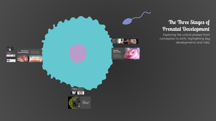 The Three Stages of Prenatal Development by Paige Dwinell on Prezi