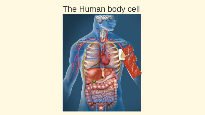 The Human body cell by Martin Bolz on Prezi