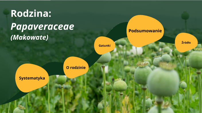 Papaveraceae by Tomasz Laska on Prezi