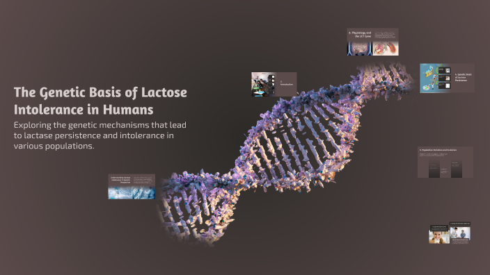 The Genetic Basis of Lactose Intolerance in Humans by Rasha Hij on Prezi