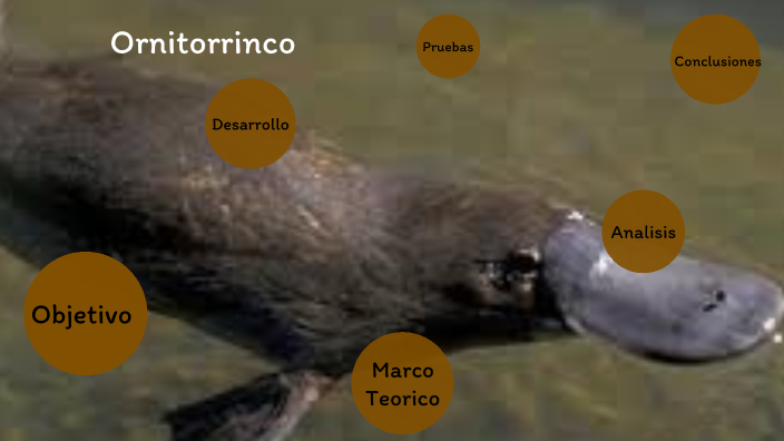 Ornitorrinco, el mamífero oviparo by daniela :D