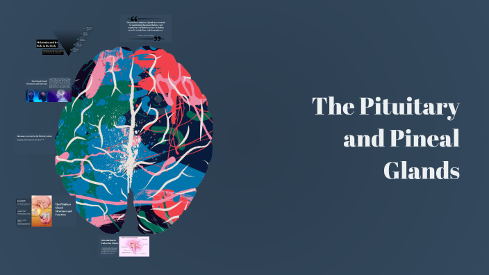 Understanding the Pituitary and Pineal Glands by Yeshwanth R on Prezi