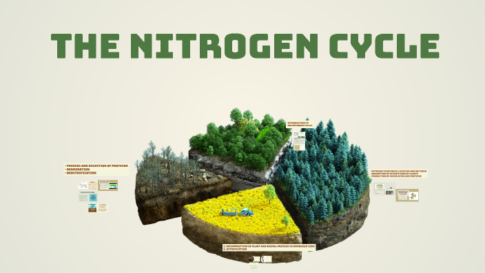 The Nitrogen Cycle by Me You on Prezi