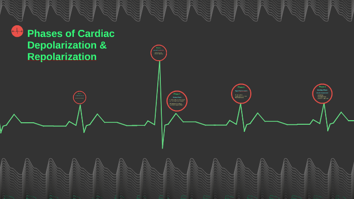 Phases of Cardiac Depolarization & Repolarization by Emily Budd