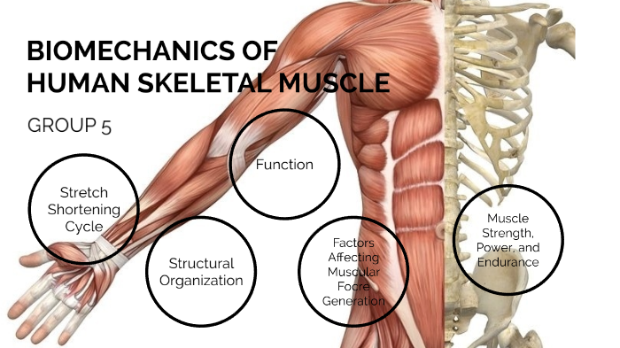 biomechanics-of-human-skeletal-muscle-by-loo-wei-kit-on-prezi