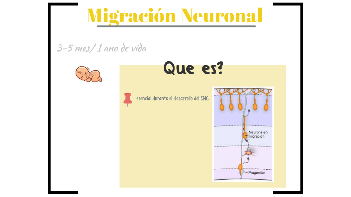 Migracion Neuronal By Vichi Mulhall On Prezi 0376