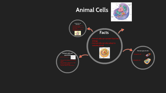 Animal Cells by jonathan rojas on Prezi