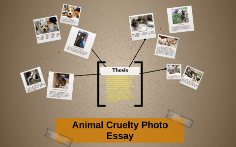Animal Cruelty Photo Essay by emily zuniga