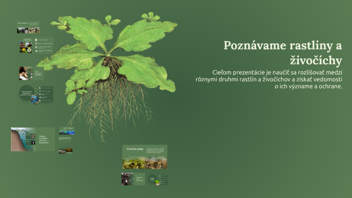 Easy Rastliny Poznávame rastliny a živočíchy by Bronislava Ďurdíková on Prezi