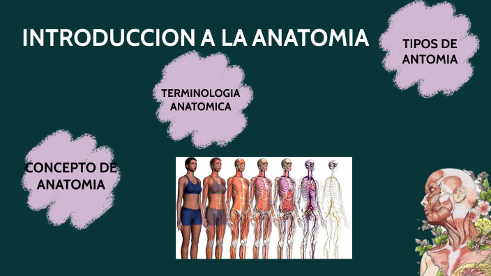 Anatomia by Ingris Jeaneth Velasquez Melgar on Prezi