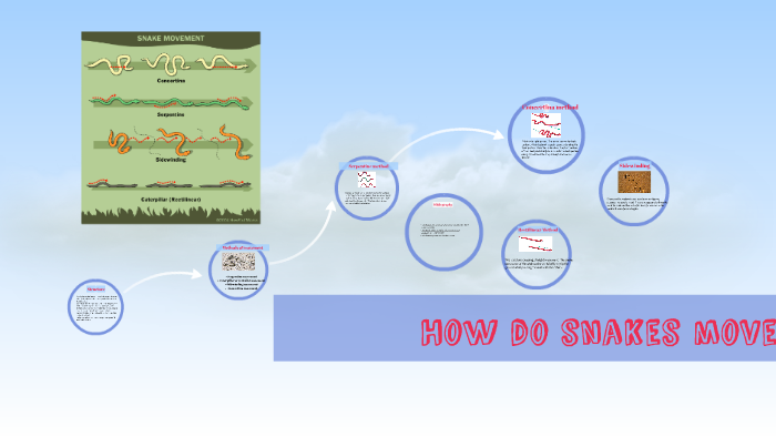 How do snakes move? by Zere Kazhibek on Prezi