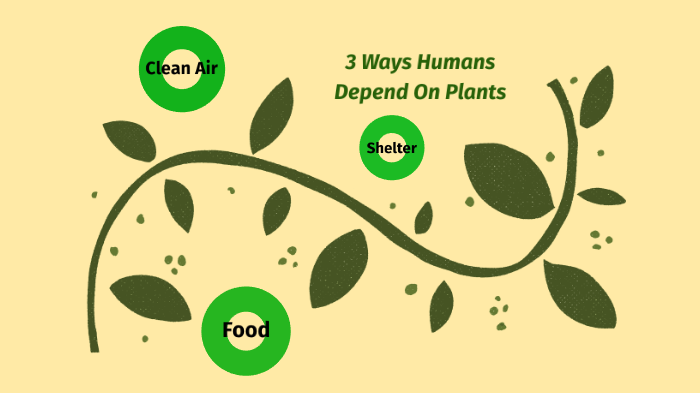 3-ways-humans-depend-on-plants-by-l-h