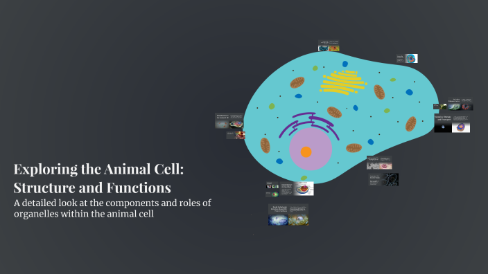 Exploring the Animal Cell: Structure and Functions by Kylee Hardin on Prezi