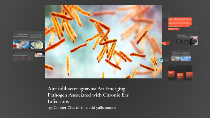 Auritidibacter ignavus: An Emerging Pathogen Associated with Chronic ...