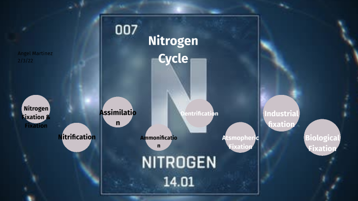 Nitrogen Cycle by Angel Martinez on Prezi