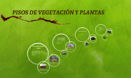 Copy of PISOS DE VEGETACIÓN Y PLANTAS