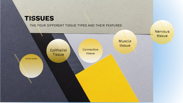 tissue powerpoint by a_ adx on Prezi