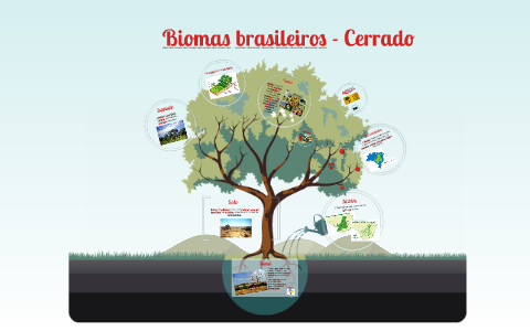 Biomas brasileiros - Cerrado by Carolina Pires on Prezi