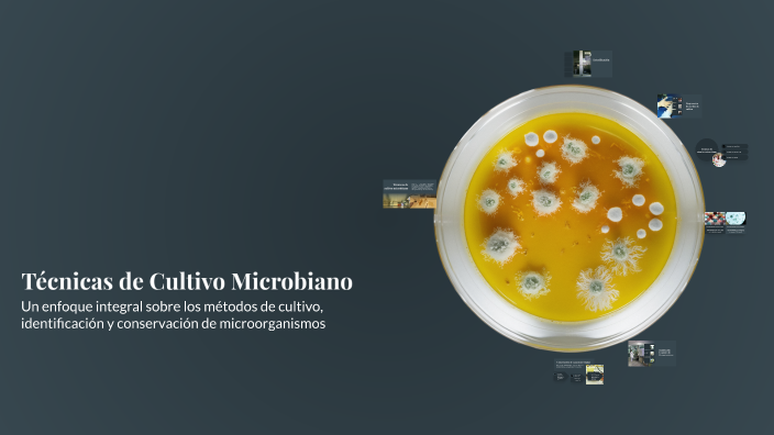 Técnicas de Cultivo Microbiano by Alecka arellano on Prezi