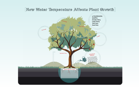 how does temperature affect plant growth
