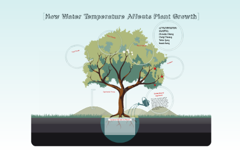 How Water Temperature Affects Plant Growth By Cheryl Hwang On Prezi