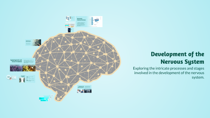 Development of the Nervous System by Laura Valderrama on Prezi