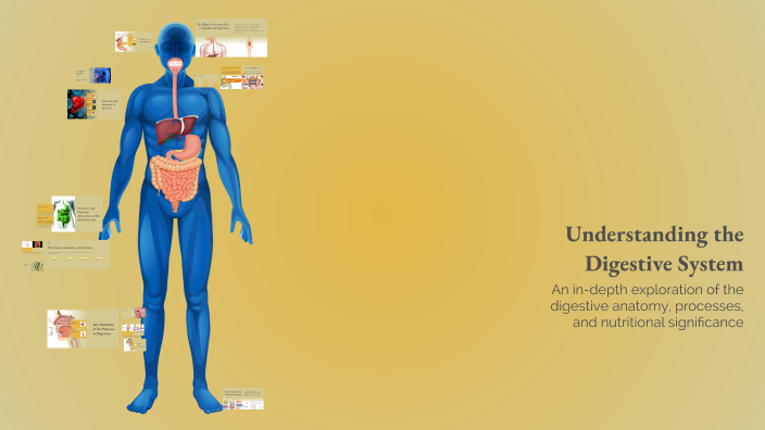 Understanding the Digestive System by العنود السيد on Prezi