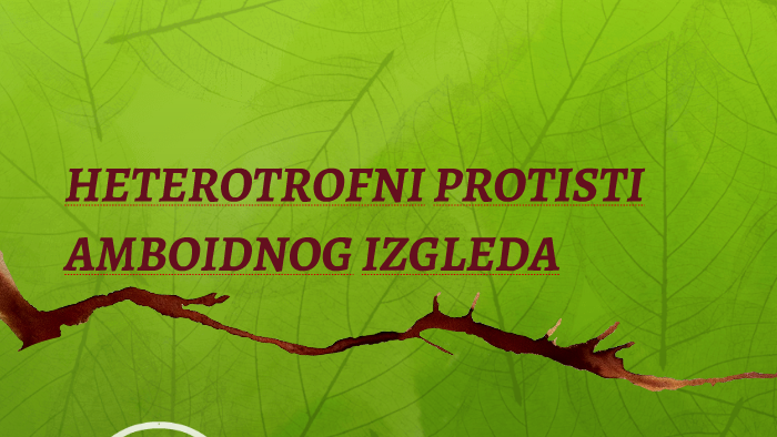 Heterotrofni Protisti Ameboidnog Izgleda By Simona Novakovic On Prezi Next